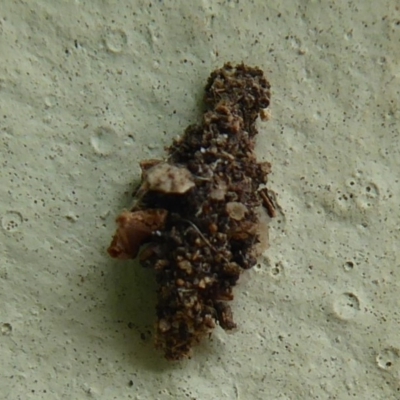 Unverified Case moth (Psychidae) at Flynn, ACT - 1 Jan 2020 by Christine