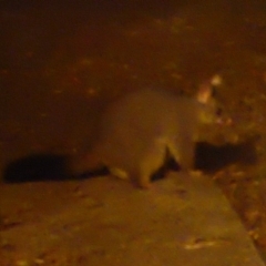 Trichosurus vulpecula (Common Brushtail Possum) at Flynn, ACT - 30 Dec 2019 by Christine