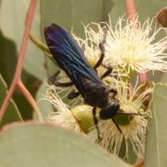 Austroscolia soror (Blue Flower Wasp) at West Belconnen Pond - 1 Jan 2020 by Christine