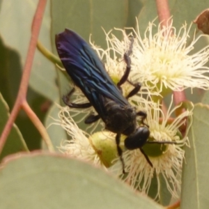 Austroscolia soror at Dunlop, ACT - 1 Jan 2020