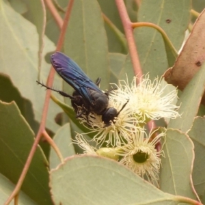 Austroscolia soror at Dunlop, ACT - 1 Jan 2020 12:16 PM