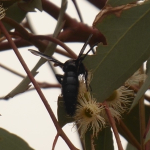 Austroscolia soror at Dunlop, ACT - 1 Jan 2020 12:16 PM