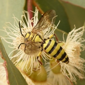 Tiphiidae (family) at Dunlop, ACT - 1 Jan 2020 12:20 PM