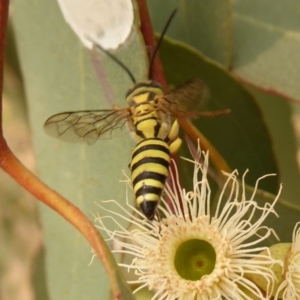 Tiphiidae (family) at Dunlop, ACT - 1 Jan 2020