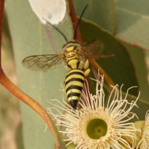 Tiphiidae sp. (family) at Dunlop, ACT - 1 Jan 2020