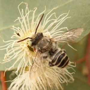 Megachile (Eutricharaea) macularis at Dunlop, ACT - 1 Jan 2020