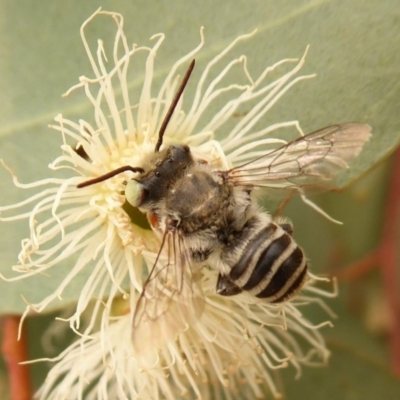 Megachile (Eutricharaea) macularis (Leafcutter bee, Megachilid bee) at Dunlop, ACT - 1 Jan 2020 by Christine