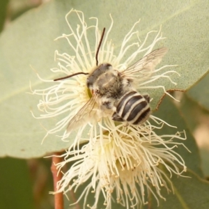 Megachile (Eutricharaea) macularis at Dunlop, ACT - 1 Jan 2020