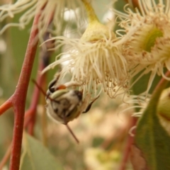 Megachile (Eutricharaea) macularis at Dunlop, ACT - 1 Jan 2020