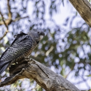 Callocephalon fimbriatum at Red Hill, ACT - 31 Dec 2019