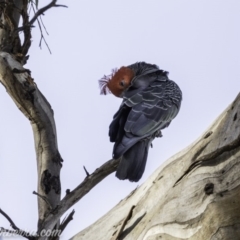 Callocephalon fimbriatum at Red Hill, ACT - 31 Dec 2019