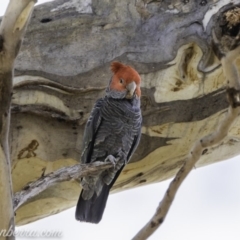 Callocephalon fimbriatum at Red Hill, ACT - 31 Dec 2019