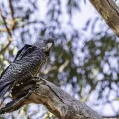 Callocephalon fimbriatum at Red Hill, ACT - 31 Dec 2019