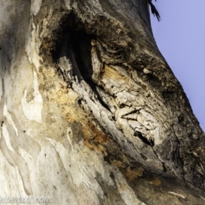 Callocephalon fimbriatum at Red Hill, ACT - 31 Dec 2019