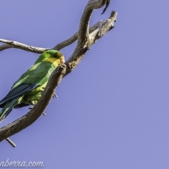 Polytelis swainsonii (Superb Parrot) at Garran, ACT - 30 Dec 2019 by BIrdsinCanberra