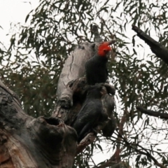 Callocephalon fimbriatum (Gang-gang Cockatoo) at ANBG - 1 Jan 2020 by HelenCross