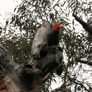 Callocephalon fimbriatum at Acton, ACT - 1 Jan 2020