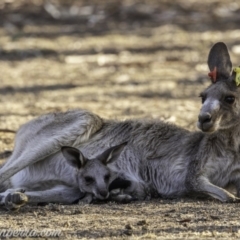 Macropus giganteus (Eastern Grey Kangaroo) at Federal Golf Course - 30 Dec 2019 by BIrdsinCanberra