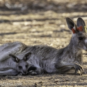 Macropus giganteus at Garran, ACT - 31 Dec 2019 07:37 AM