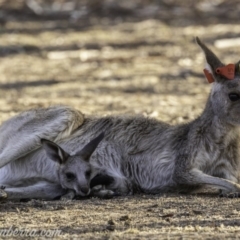 Macropus giganteus at Garran, ACT - 31 Dec 2019 07:37 AM