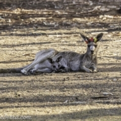 Macropus giganteus at Garran, ACT - 31 Dec 2019 07:37 AM