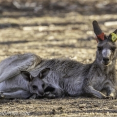 Macropus giganteus at Garran, ACT - 31 Dec 2019 07:37 AM