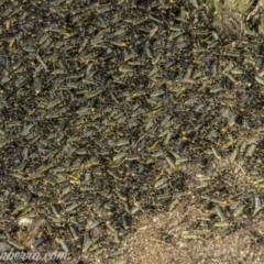 Chauliognathus lugubris (Plague Soldier Beetle) at Garran, ACT - 30 Dec 2019 by BIrdsinCanberra