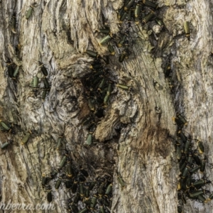 Chauliognathus lugubris at Garran, ACT - 31 Dec 2019