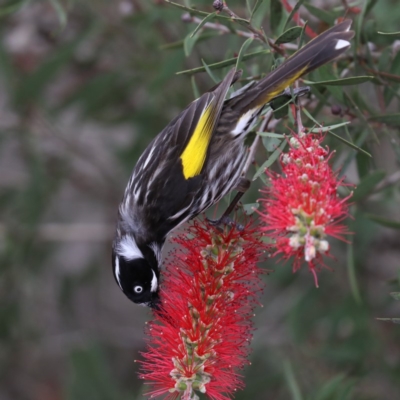 Phylidonyris novaehollandiae (New Holland Honeyeater) at Mogo State Forest - 17 Nov 2019 by jb2602