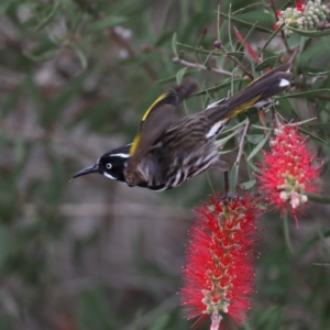 Phylidonyris novaehollandiae at Mogo, NSW - 17 Nov 2019