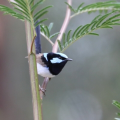 Malurus cyaneus (Superb Fairywren) at Mogo State Forest - 17 Nov 2019 by jbromilow50