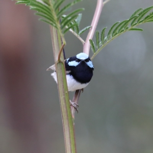 Malurus cyaneus at Mogo, NSW - 17 Nov 2019