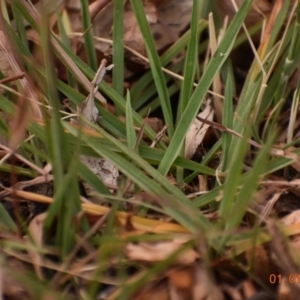 Bothriochloa macra at Weston, ACT - 1 Jan 2020