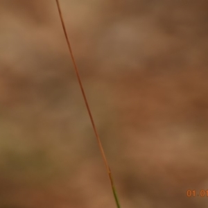 Bothriochloa macra at Weston, ACT - 1 Jan 2020