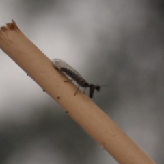 Mantispidae (family) (Unidentified mantisfly) at Weston, ACT - 1 Jan 2020 by AliceH