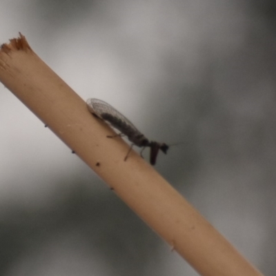 Mantispidae (family) (Unidentified mantisfly) at Weston, ACT - 1 Jan 2020 by AliceH