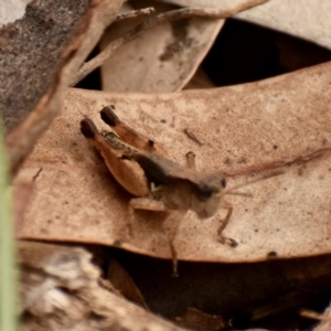 Phaulacridium vittatum at Weston, ACT - 1 Jan 2020