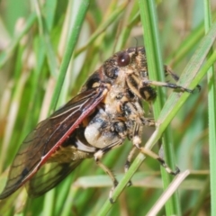 Diemeniana frenchi (Crop Duster Cicada) at Nimmo, NSW - 29 Dec 2019 by Harrisi