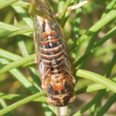 Chelapsalta puer (Cassinia Cicada) at Nimmo, NSW - 29 Dec 2019 by Harrisi