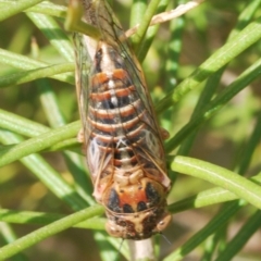 Chelapsalta puer (Cassinia Cicada) at Nimmo, NSW - 29 Dec 2019 by Harrisi