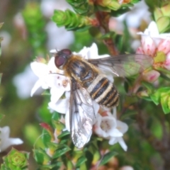 Villa sp. (genus) (Unidentified Villa bee fly) at Snowy Plain, NSW - 29 Dec 2019 by Harrisi