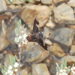 Balaana sp. (genus) at Berridale, NSW - 29 Dec 2019