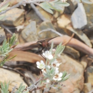 Balaana sp. (genus) at Berridale, NSW - 29 Dec 2019