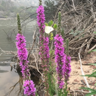 Lythrum salicaria (Purple Loosestrife) at Williamsdale, NSW - 1 Jan 2020 by JaneR