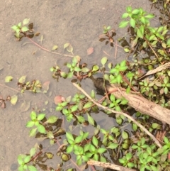 Ludwigia palustris (Marsh Purslane) at Undefined, ACT - 1 Jan 2020 by JaneR