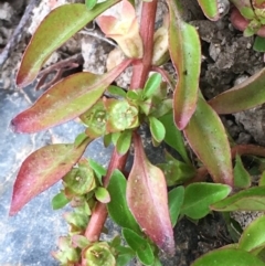 Ludwigia palustris at Undefined, ACT - 1 Jan 2020