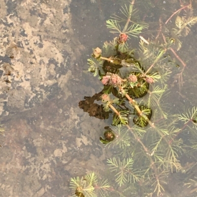 Myriophyllum verrucosum (Red Water-milfoil) at Undefined, ACT - 1 Jan 2020 by JaneR