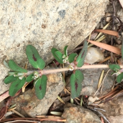 Euphorbia maculata (Eyebane) at Undefined, ACT - 1 Jan 2020 by JaneR