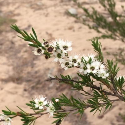 Kunzea ericoides (Burgan) at Undefined, ACT - 1 Jan 2020 by JaneR