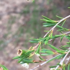 Kunzea ericoides at Undefined, ACT - 1 Jan 2020 04:47 PM